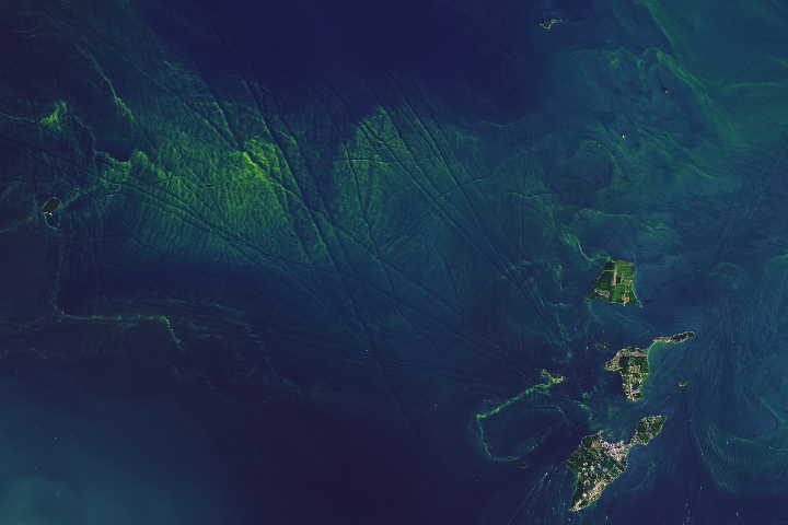 Summer Blooms in North American Lakes